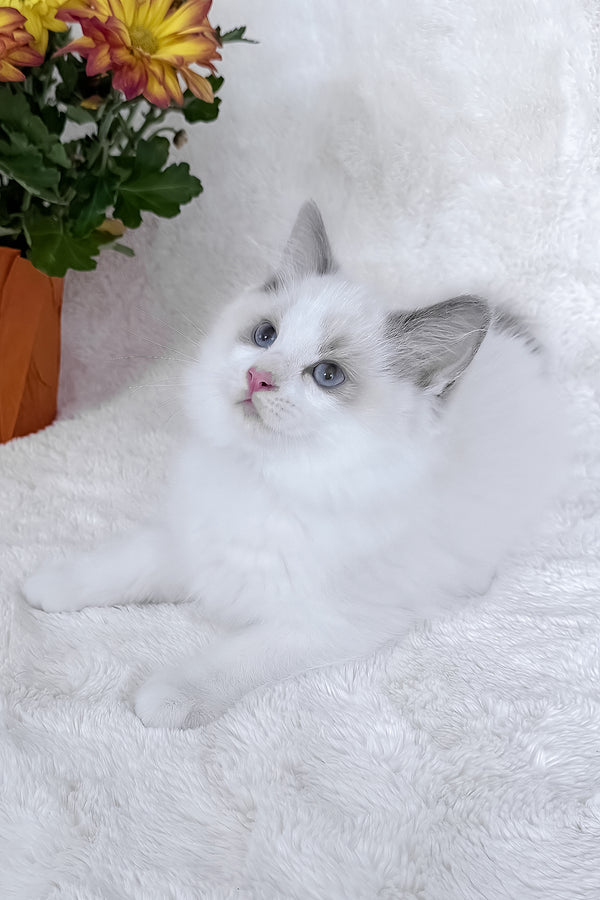 Winston | Ragdoll Kitten
