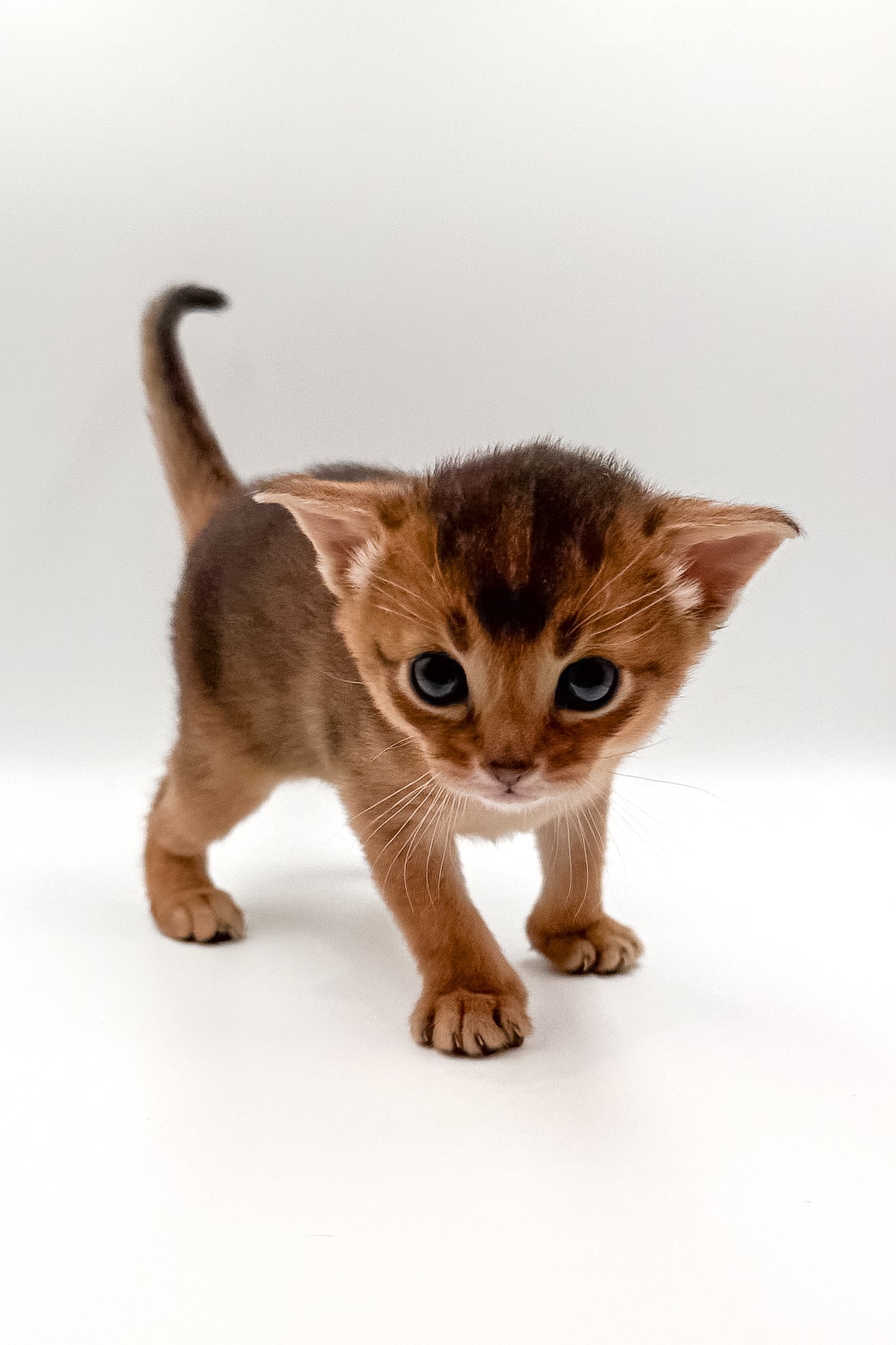 Winston Abyssinian Kitten with Stunning Ruddy Coat