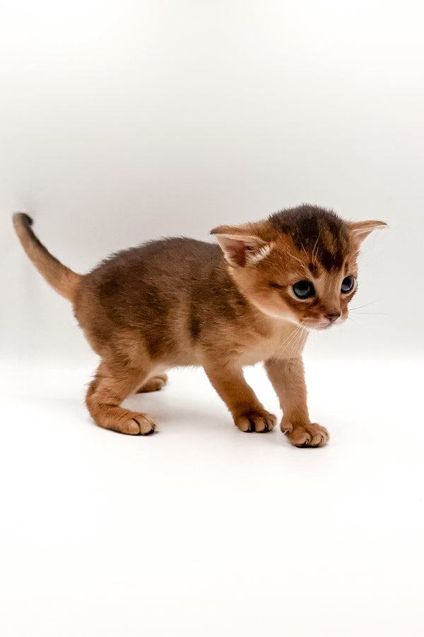 Winston | Abyssinian Kitten