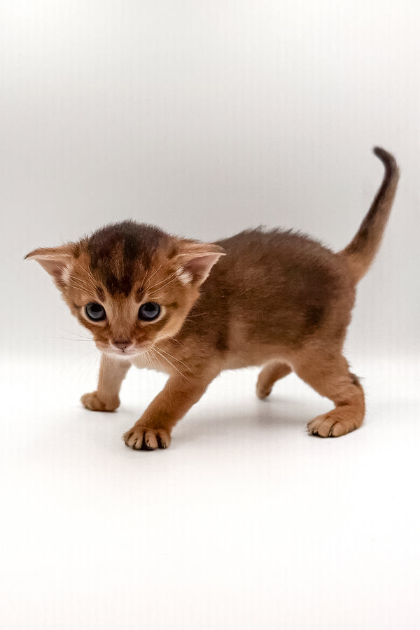 Winston | Abyssinian Kitten
