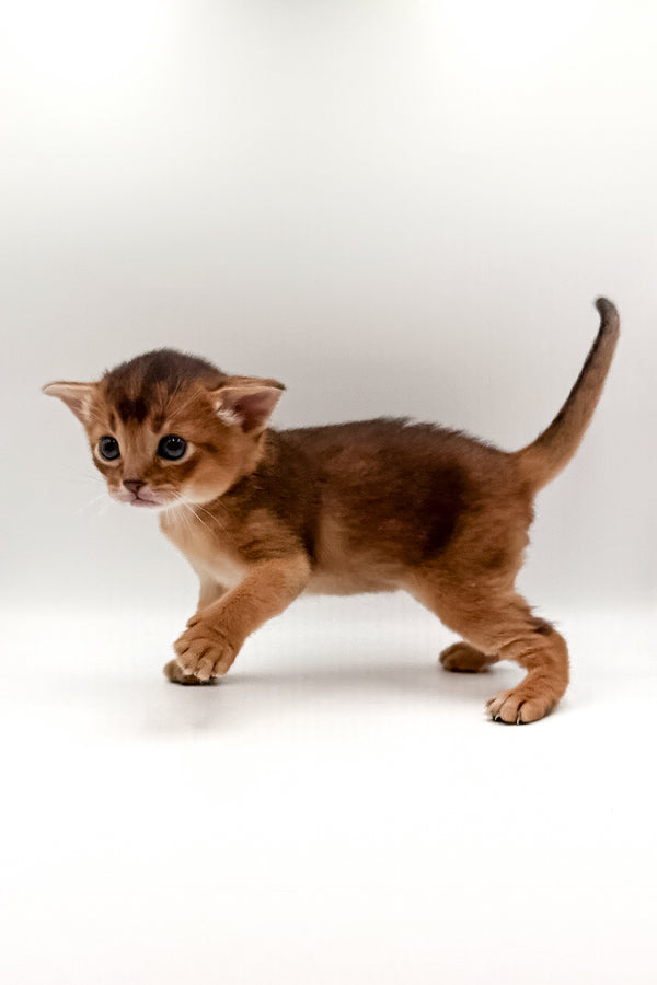 Winston | Abyssinian Kitten
