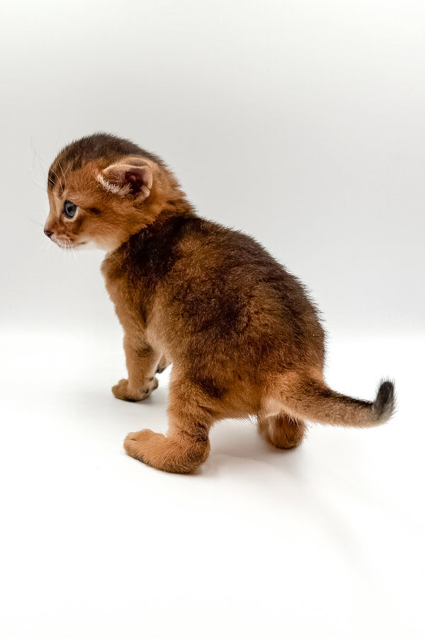 Winston | Abyssinian Kitten