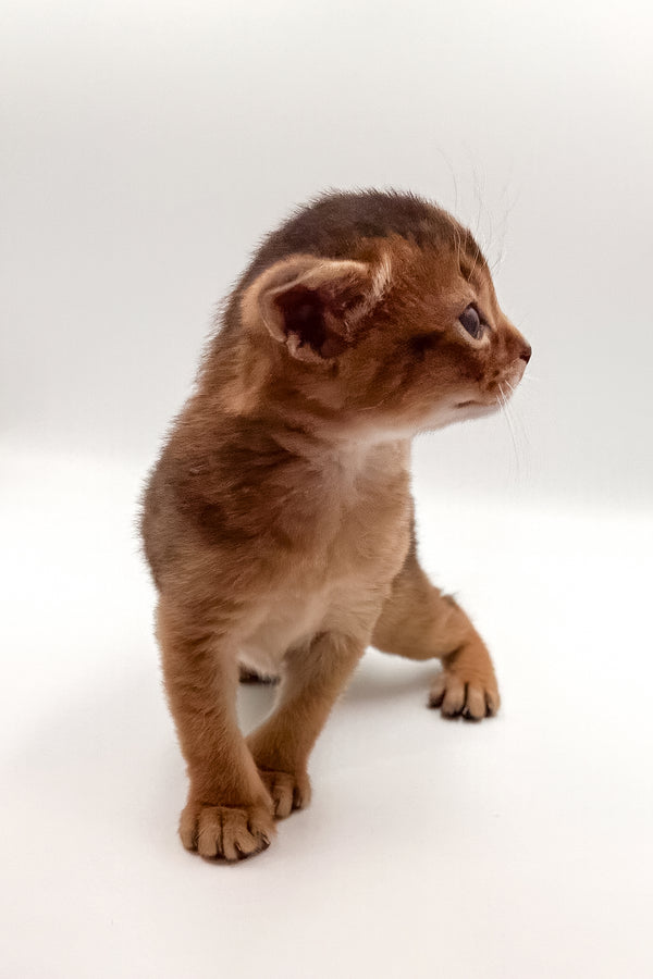 Winston | Abyssinian Kitten