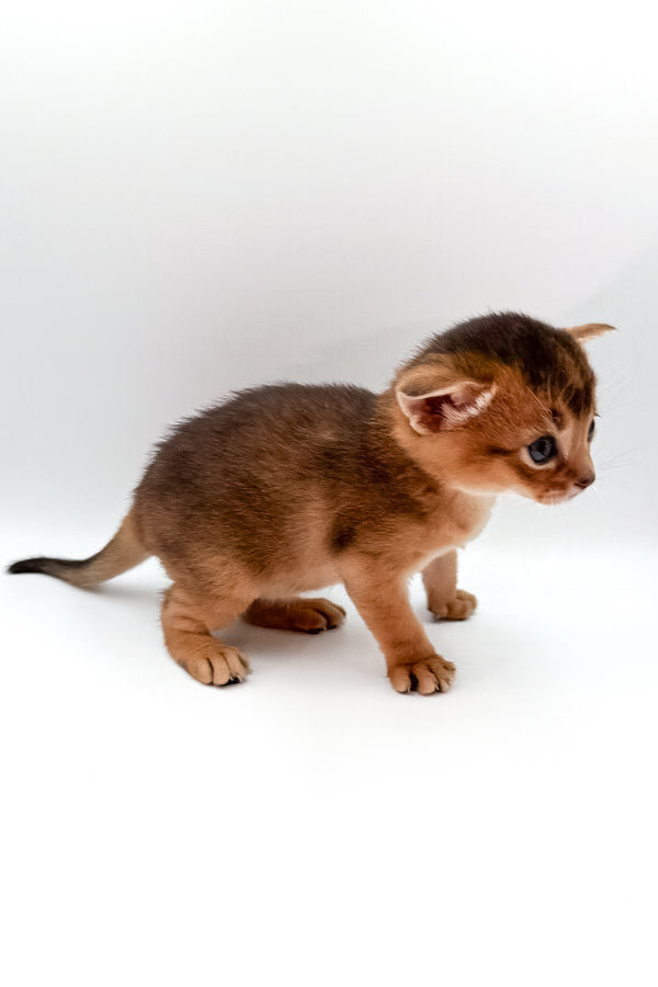 Winston | Abyssinian Kitten