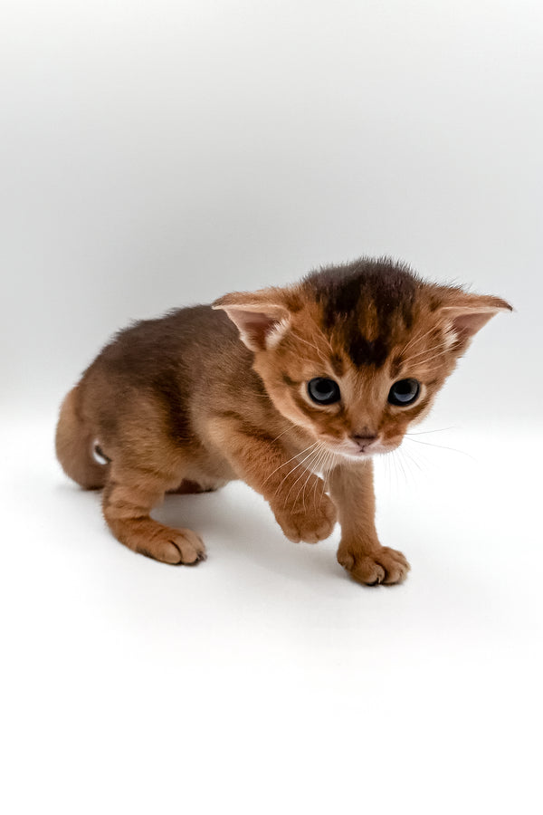 Winston | Abyssinian Kitten