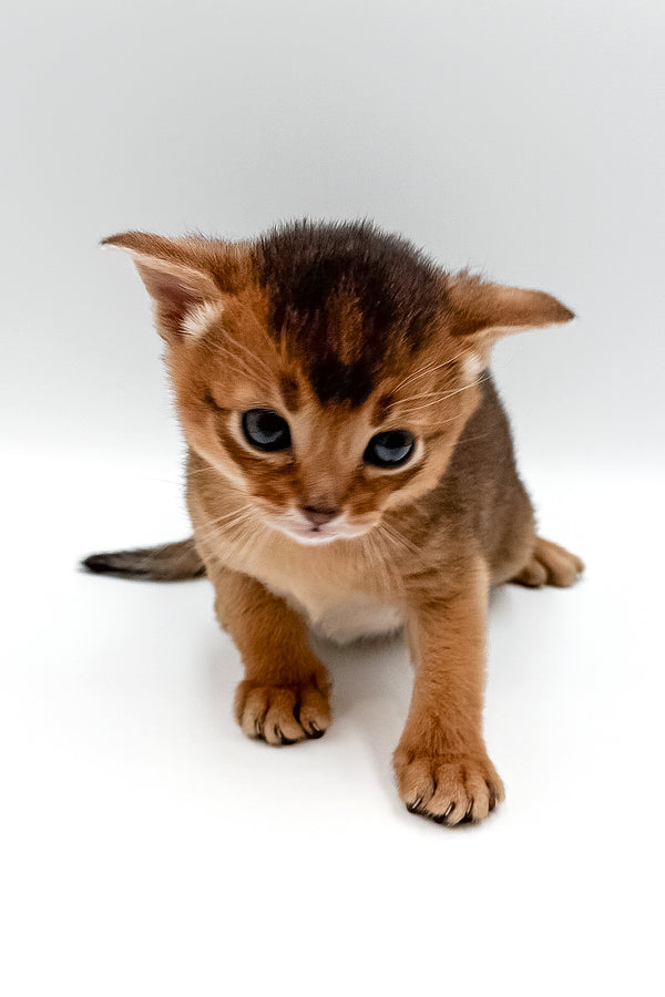 Winston | Abyssinian Kitten