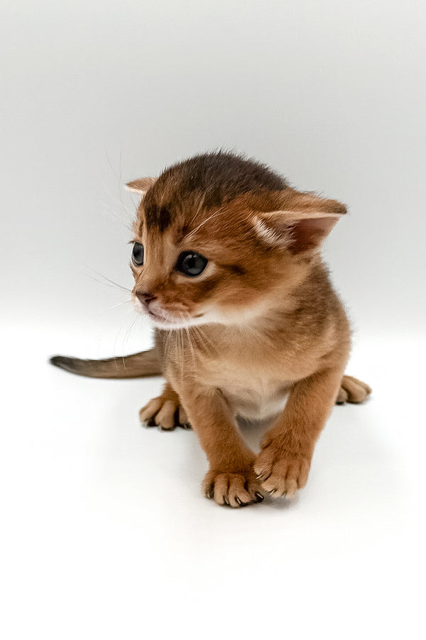 Winston | Abyssinian Kitten