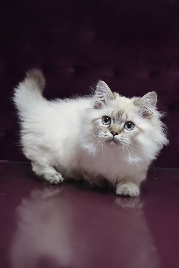 Winston | Munchkin Longhair Kitten