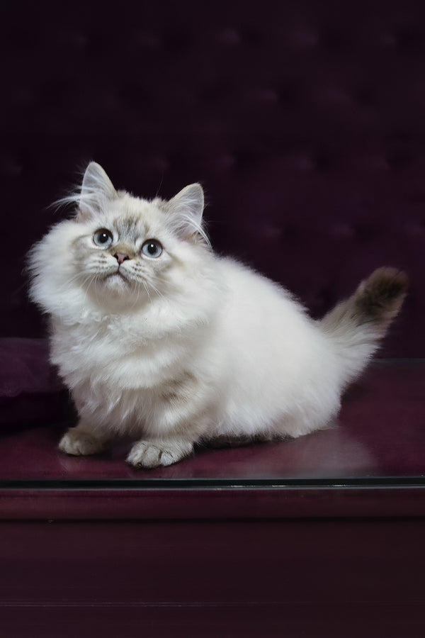 Winston | Munchkin Longhair Kitten