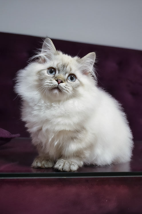 Winston | Munchkin Longhair Kitten
