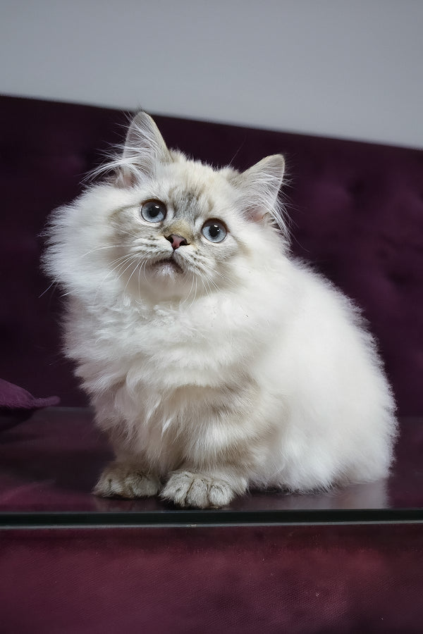 Winston | Munchkin Longhair Kitten