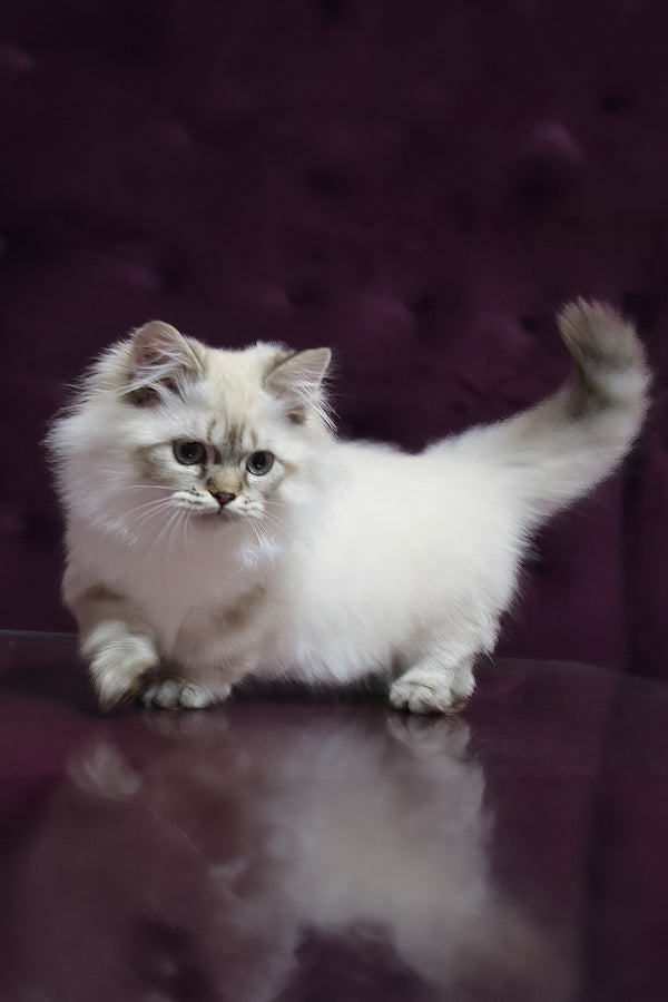 Winston | Munchkin Longhair Kitten
