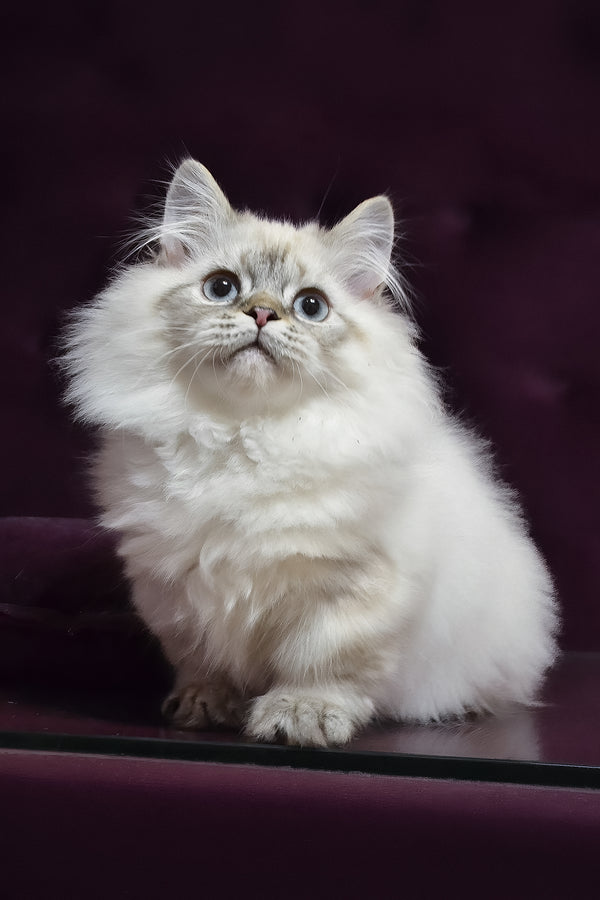 Winston | Munchkin Longhair Kitten