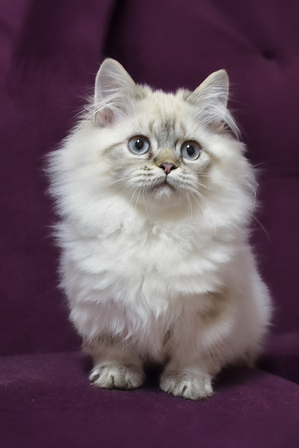 Winston | Munchkin Longhair Kitten