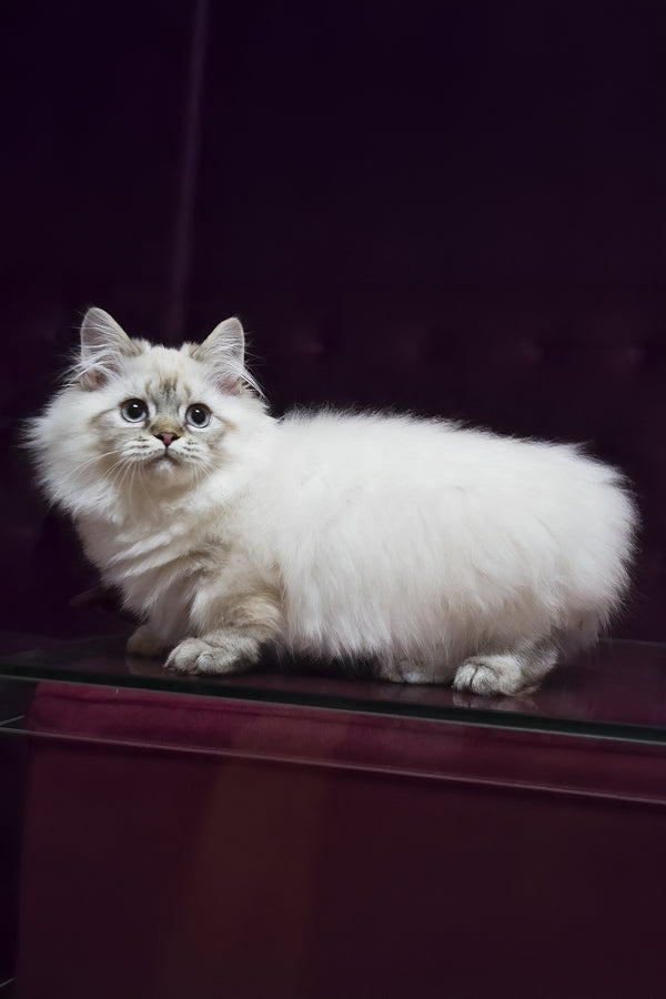 Winston | Munchkin Longhair Kitten