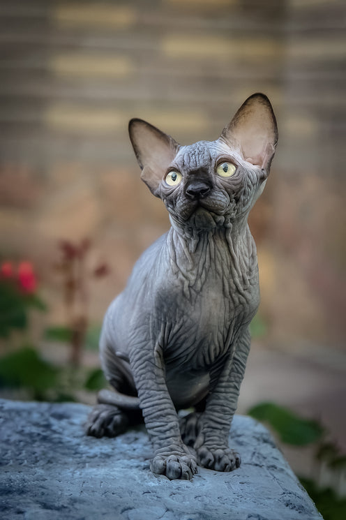 Winston | Canadian Sphynx Kitten