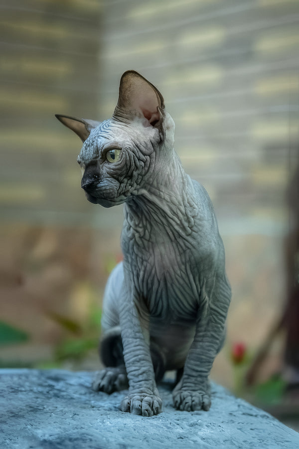 Winston | Canadian Sphynx Kitten