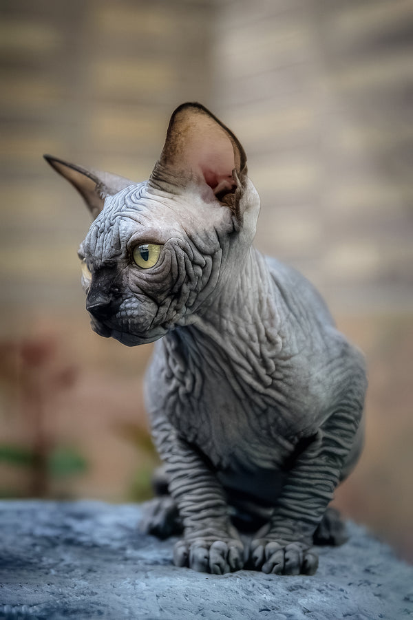 Winston | Canadian Sphynx Kitten