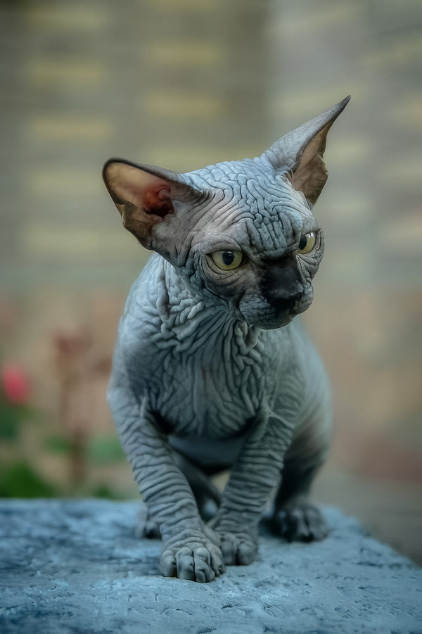 Winston | Canadian Sphynx Kitten