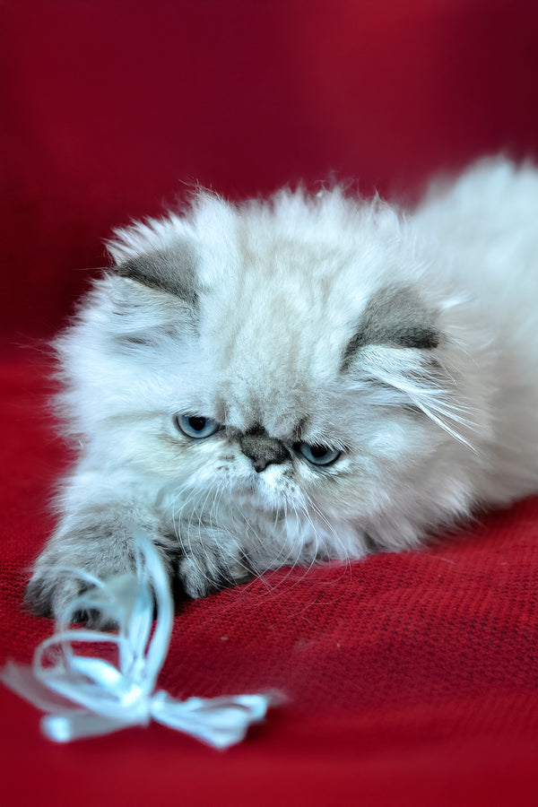 Winston | Persian Kitten