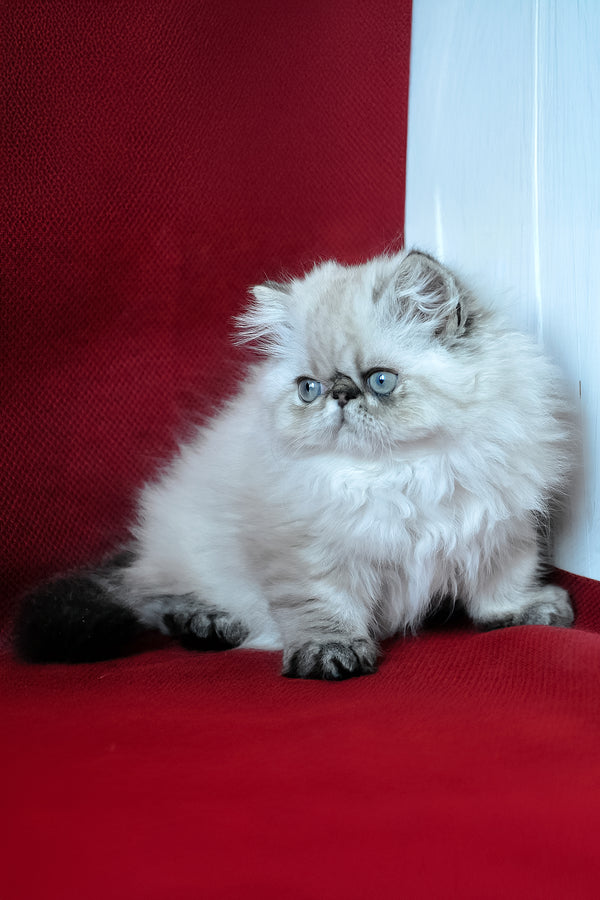 Winston | Persian Kitten