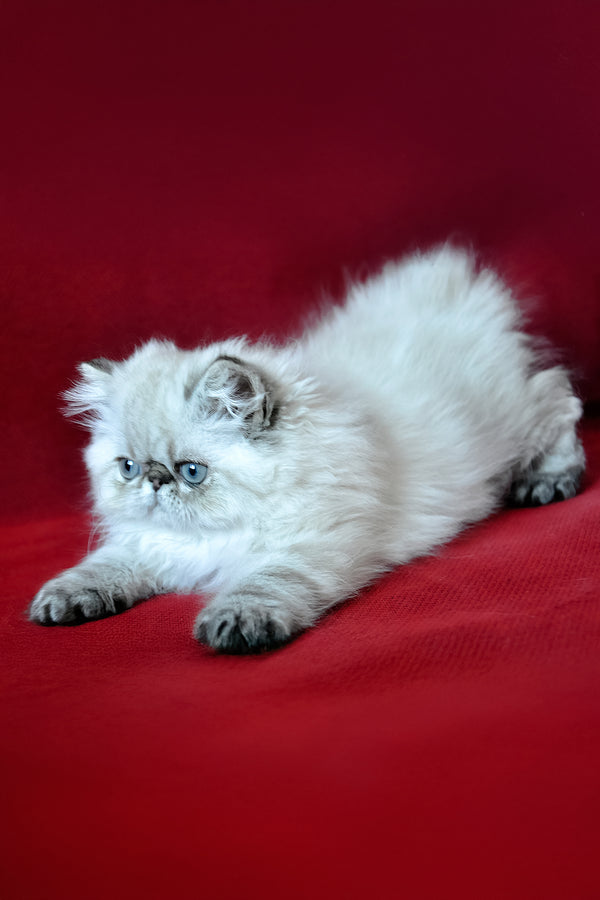 Winston | Persian Kitten