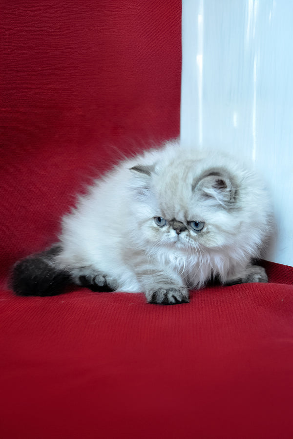 Winston | Persian Kitten