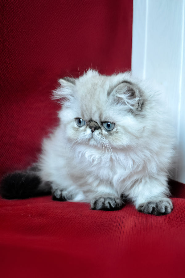 Winston | Persian Kitten