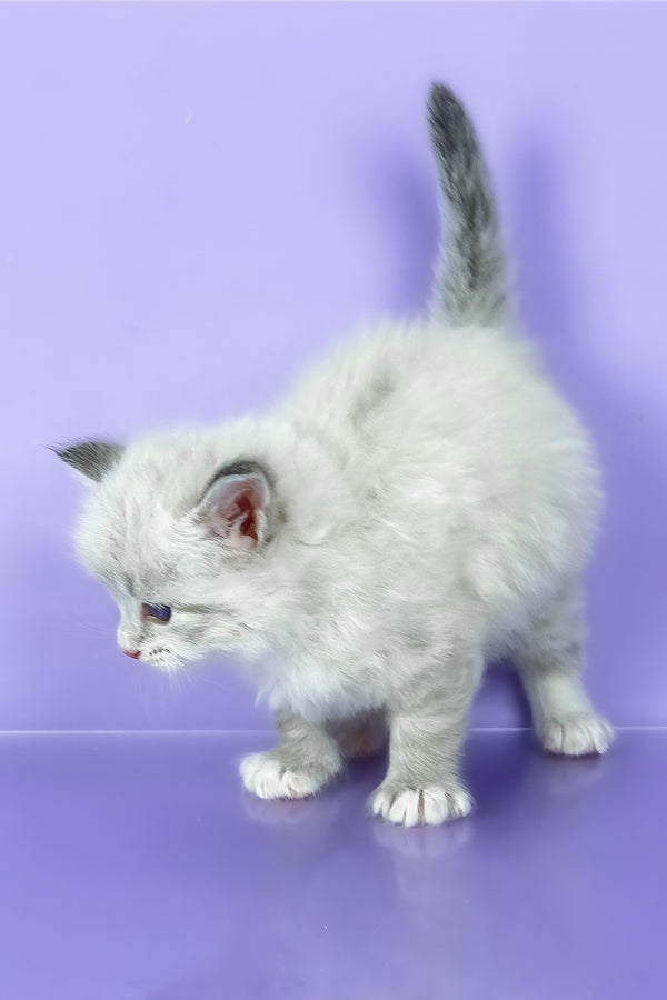 Winston | Siberian Kitten