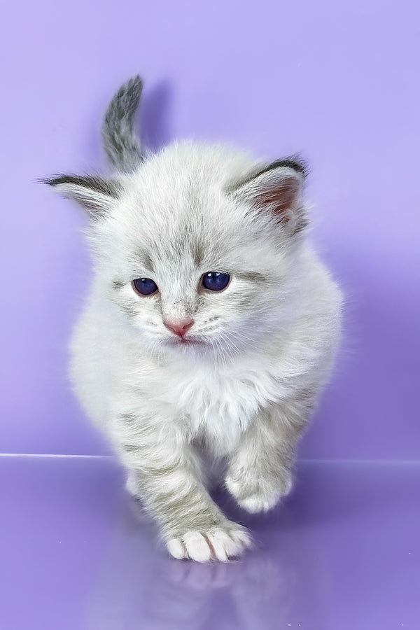 Winston | Siberian Kitten