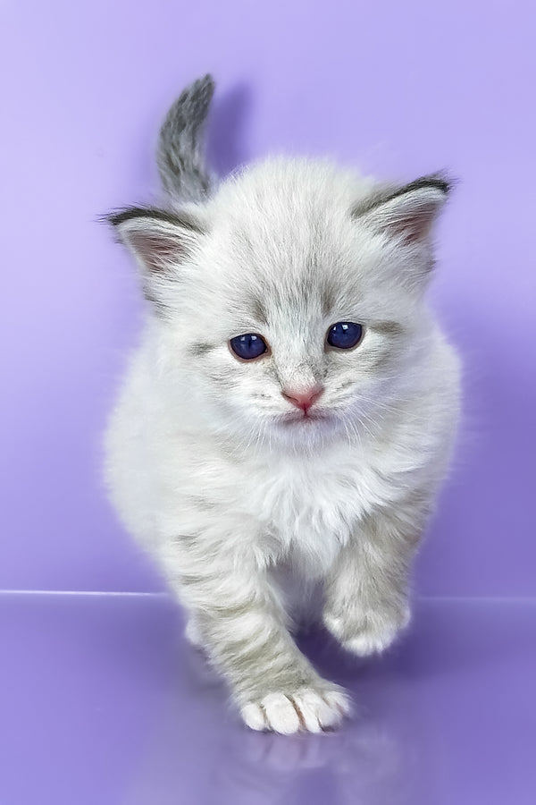 Winston | Siberian Kitten