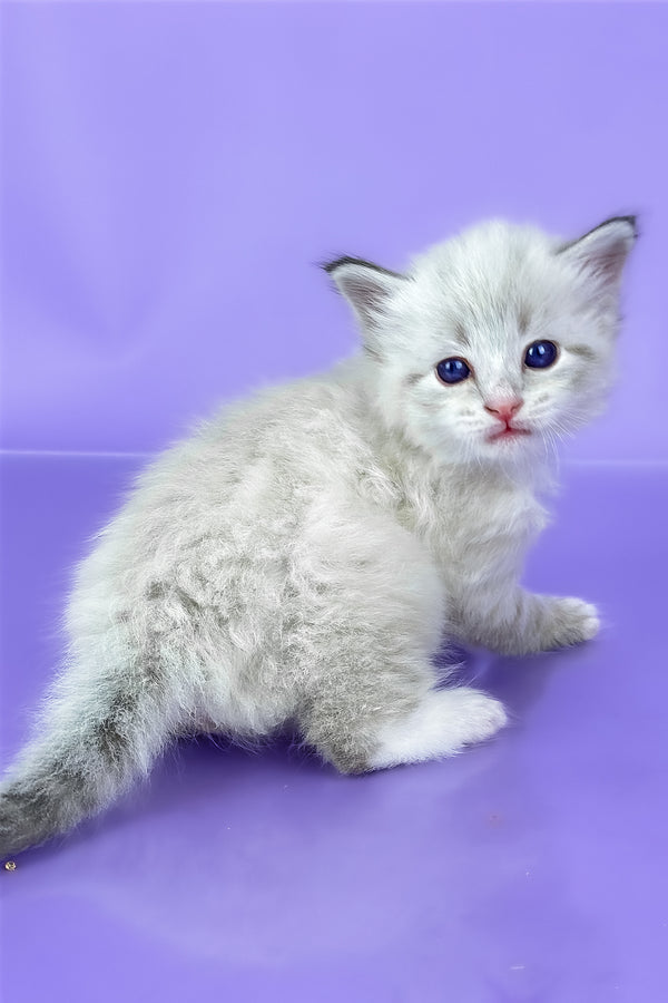 Winston | Siberian Kitten