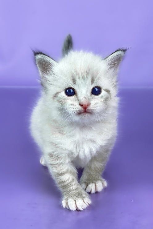 Winston | Siberian Kitten