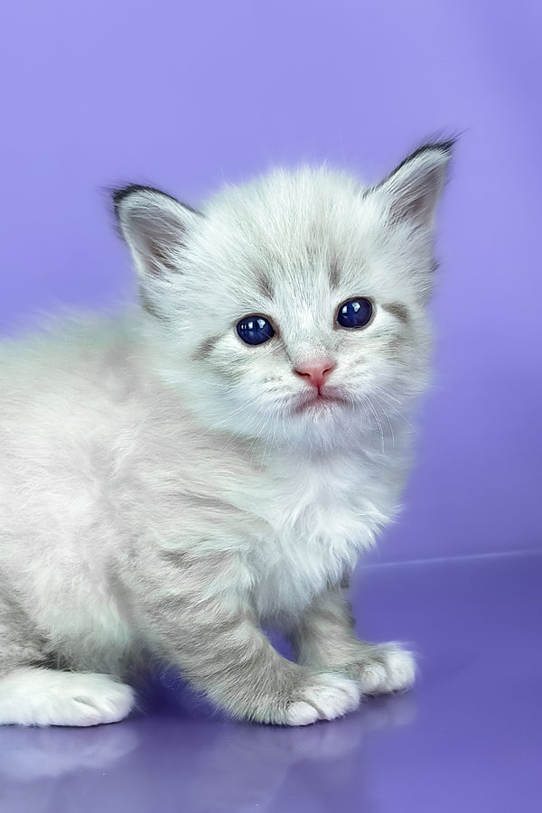 Winston | Siberian Kitten
