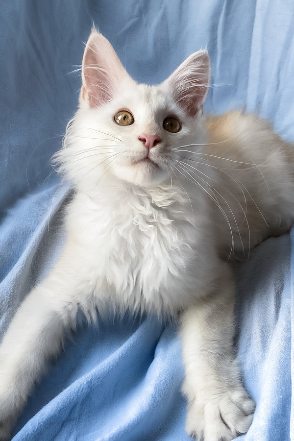 Winter | Maine Coon Kitten