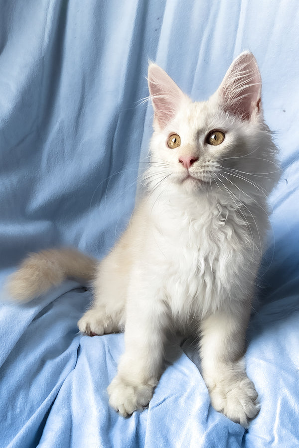 Winter | Maine Coon Kitten