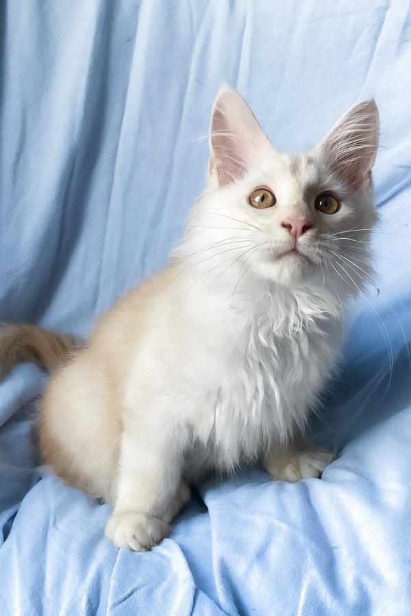 Winter | Maine Coon Kitten