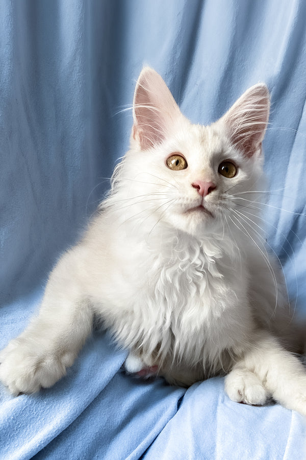 Winter | Maine Coon Kitten