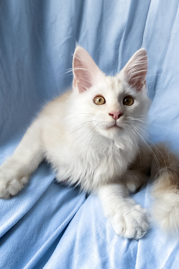 Winter | Maine Coon Kitten