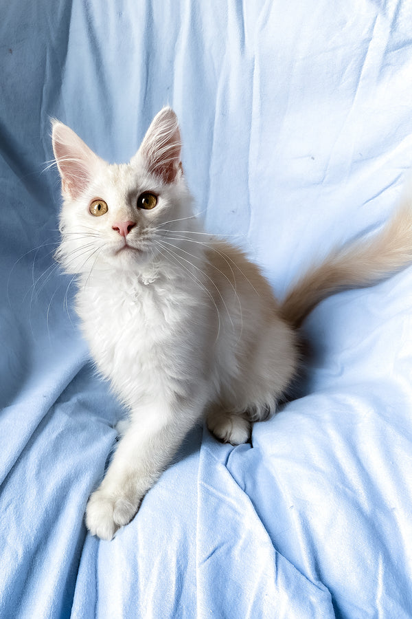 Winter | Maine Coon Kitten