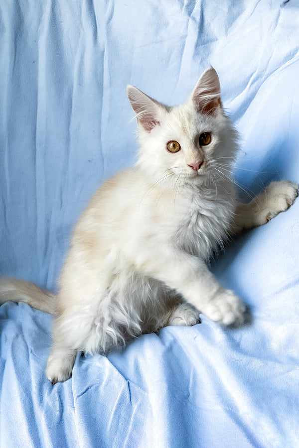 Winter | Maine Coon Kitten