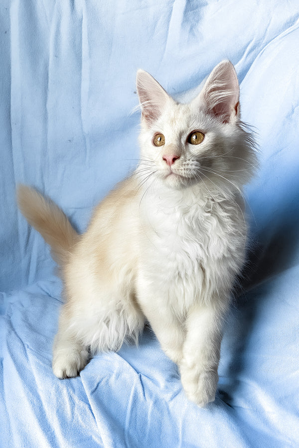Winter | Maine Coon Kitten