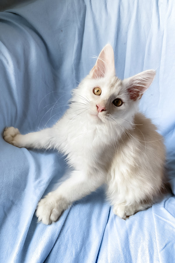Winter | Maine Coon Kitten