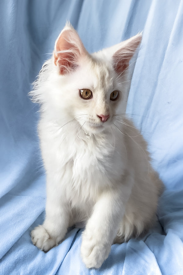 Winter | Maine Coon Kitten