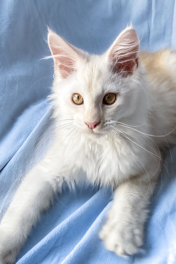 Winter | Maine Coon Kitten
