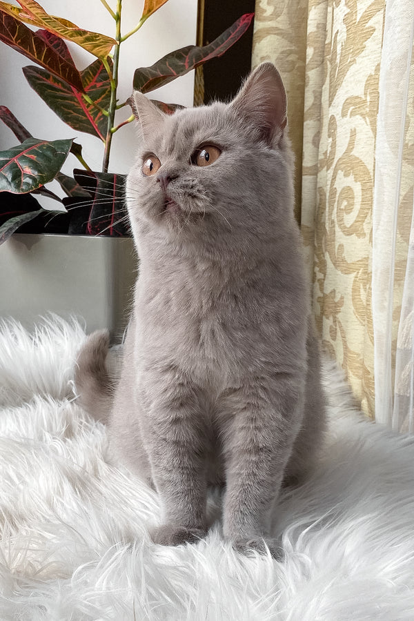Wiski | British Shorthair Kitten