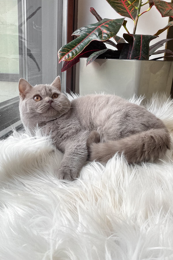 Wiski | British Shorthair Kitten