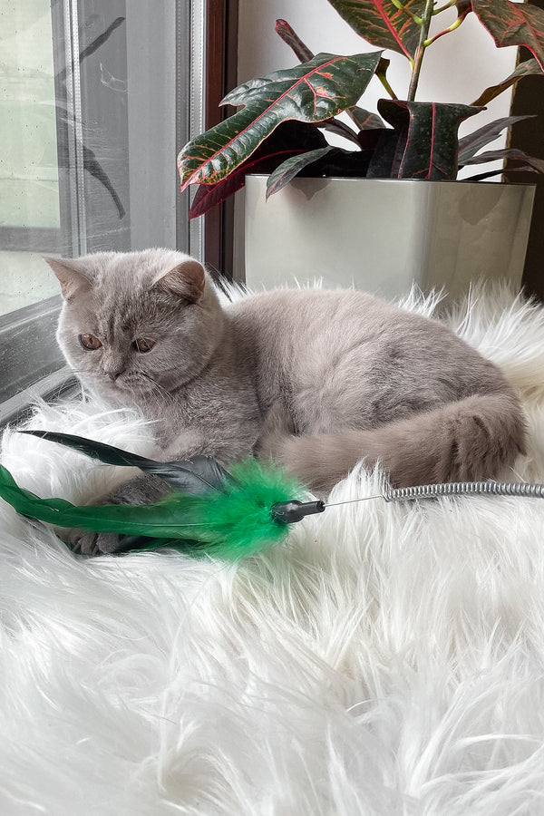 Wiski | British Shorthair Kitten