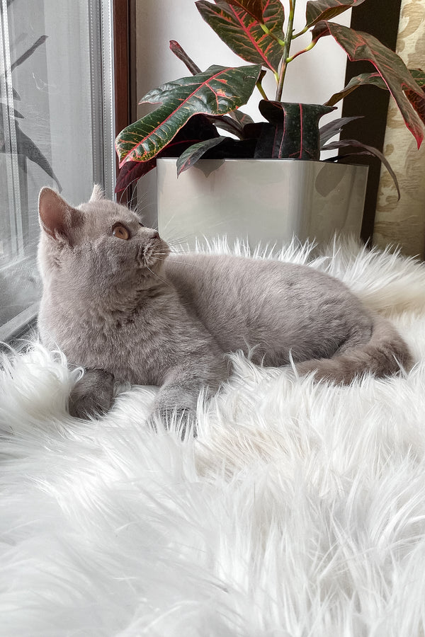 Wiski | British Shorthair Kitten