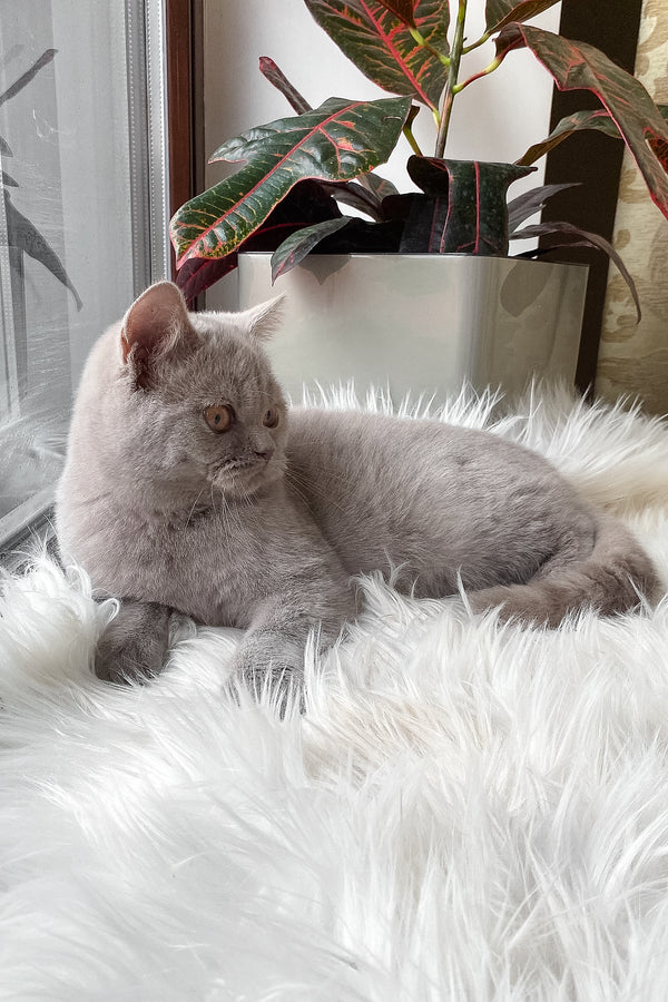 Wiski | British Shorthair Kitten